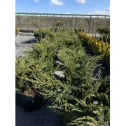 Ялівець лускатий Блу свід/ Ханнеторп 0.8 м